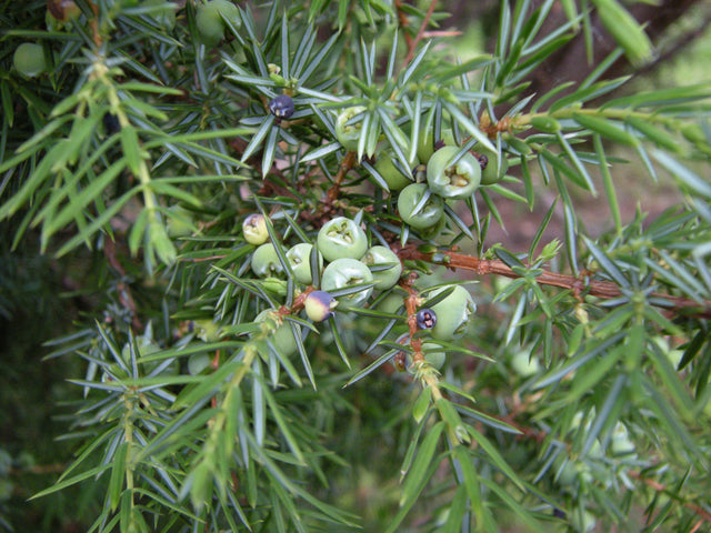 Juniperus communis mit Früchten, erhältlich von 30-40 bis 200-225 cm; Einsatz: ;;ab 0,34 Euro
