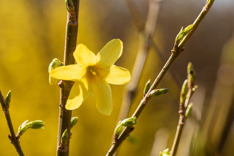 Forsythie 'Week-End' , verfügbar in 7 Größen und Variantenschöne Blüte;;hier kaufen