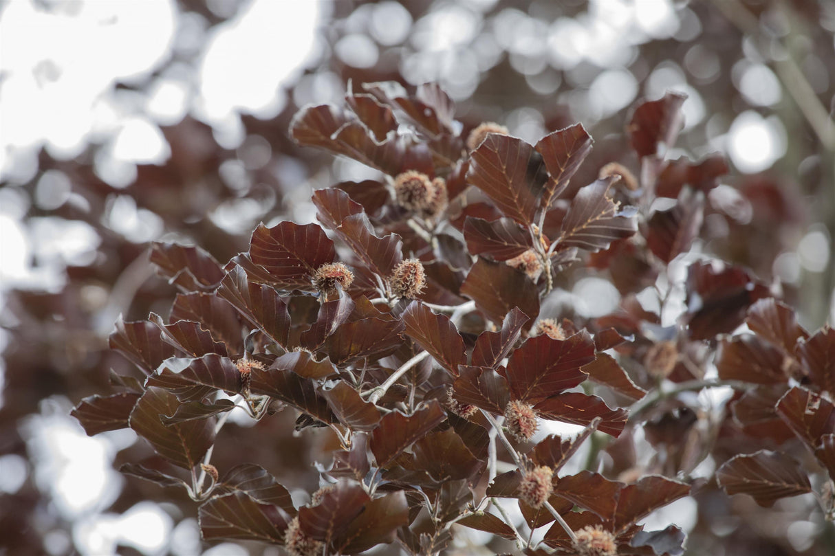 Fagus sylvatica 'Atropurpurea' mit Herbstlaub; Einsatz: Friedhöfenatürlicher Sichtschutz;;mit zeitnaher Lieferung