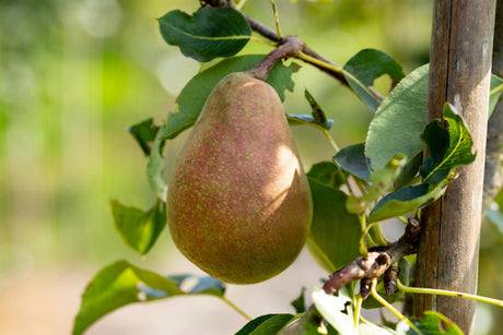 Pyrus com. 'Pastorenbirne' mit Früchten, erhältlich von 150-200 bis 450-650 cm; Einsatz: ;;ab 38,50 Euro