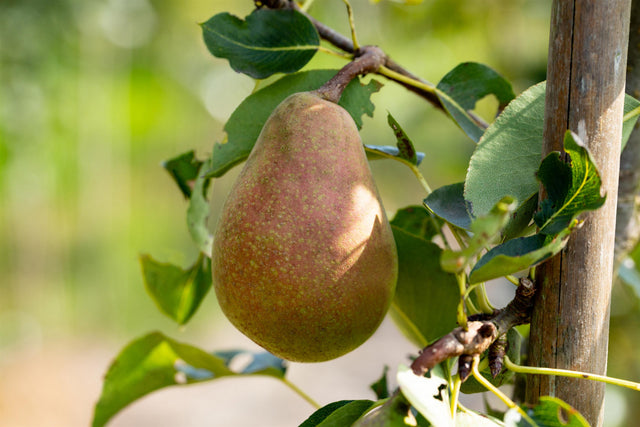 Pyrus com. 'Pastorenbirne' mit Früchten, erhältlich von 150-200 bis 450-650 cm; Einsatz: ;;ab 38,50 Euro