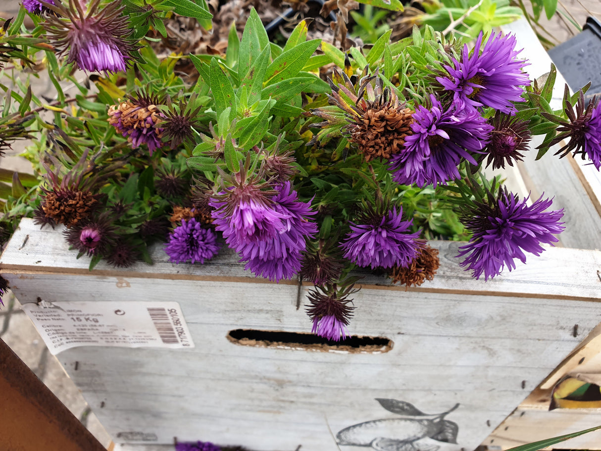 Garten-Raublatt-Aster; vorbereitet für Versand; winterhart; Einsatzmöglichkeit z.B. : Rabatten- und Kübelpflanze;;hier kaufen