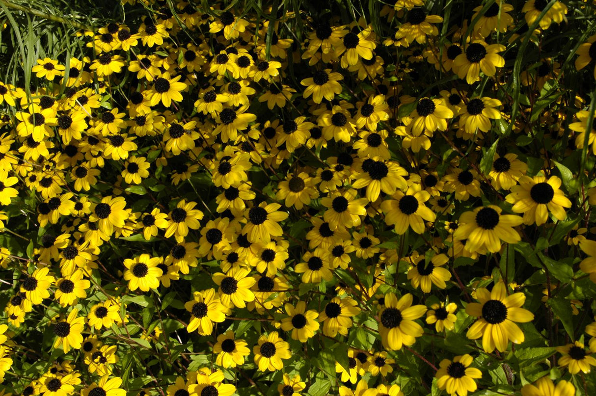 Rudbeckia triloba mit Blüte; Einsatz: ;;ab 4,95 Euro