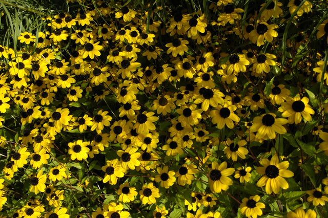 Rudbeckia triloba mit Blüte; Einsatz: ;;ab 4,95 Euro