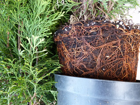 Säulen-Lebensbäumes; hier im Topf; immergrün; Einsatzmöglichkeit z.B. : Hecke;;Pflanzen vom Profi