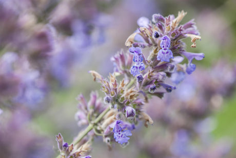Nepeta x faassenii mit Blüte; Einsatz: ;;ab 2,84 Euro