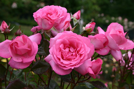 Rosa 'Eliza' TH mit Blüte; Einsatz: ;;ab 7,60 Euro