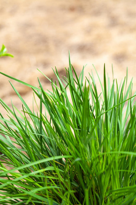 Molinia caerulea mit Blüte; Einsatz: , ;;ab 3,33 Euro