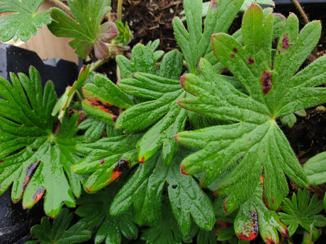 Garten-Blut-Storchschnabel; hier mit Belaubung; kompakt; Einsatzmöglichkeit z.B. : Beete;;hier kaufen