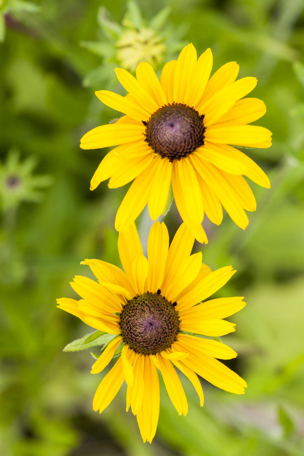 Rudbeckia missouriensis (Missourie-Sonnenhut)
