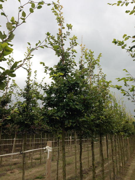 Fagus sylvatica HkG 81003 , erhältlich von 30-50 bis 80-120 cm;;ab 0,95 Euro
