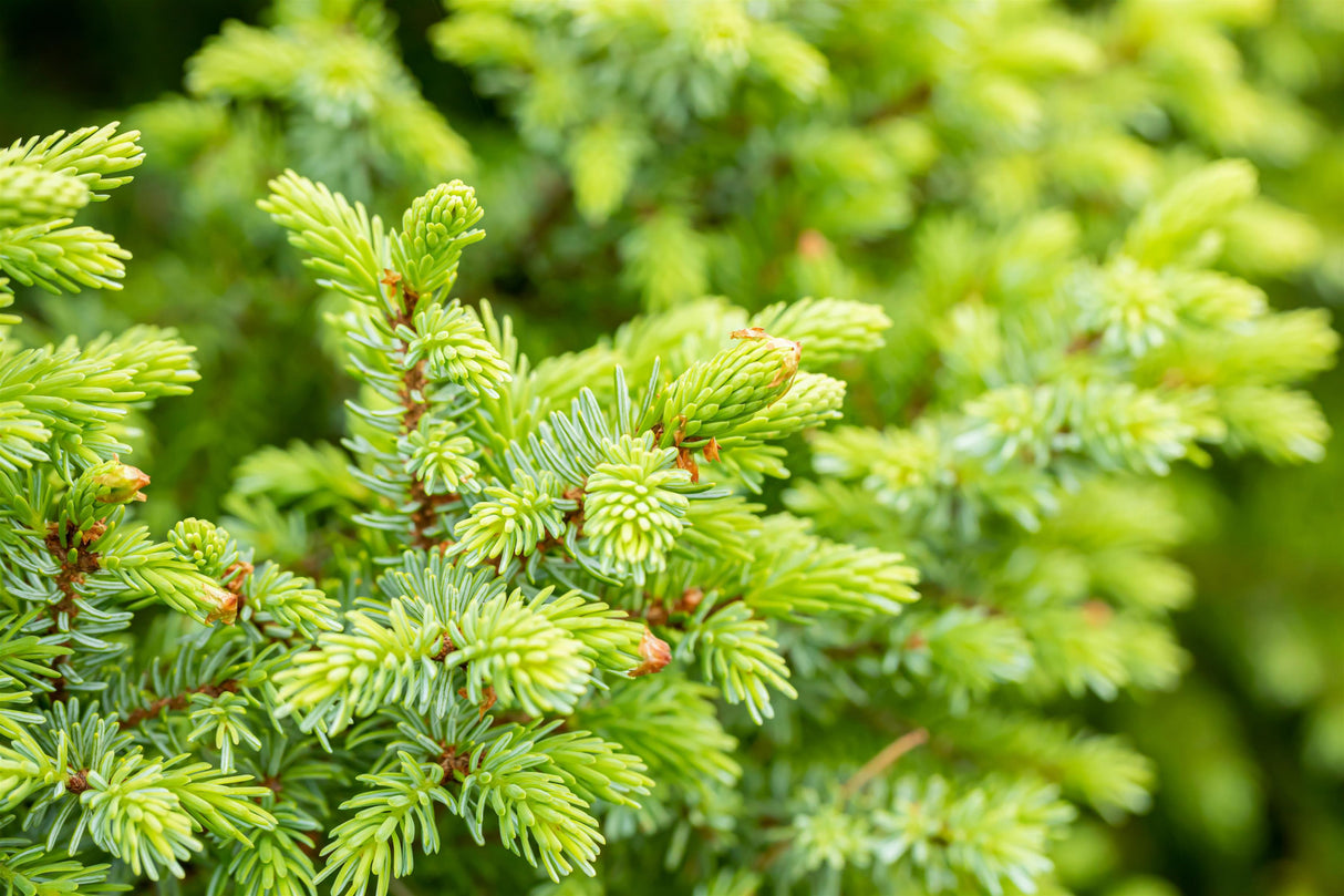 Picea omorika 'Nana' mit Sommerbelaubung; Einsatz: Kübelpflanzepflegeleicht;;Pflanzen vom Profi