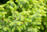 Picea omorika 'Nana' mit Sommerbelaubung; Einsatz: Kübelpflanzepflegeleicht;;Pflanzen vom Profi