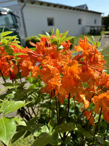 Rhododendron lut. 'Gibraltar'; hier mit Blüte; leuchtende Blüten; Einsatzmöglichkeit z.B. : Gehölzrand; verfügbar in 7 Größen und Varianten;;ab 38,00 Euro