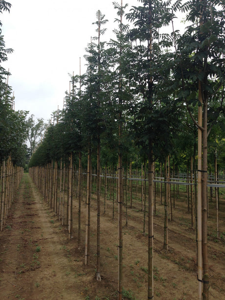 Sorbus aucuparia 'Edulis' als Pflanze im Beet, erhältlich von 125-150 bis 450-650 cm; Einsatz: ;;ab 23,40 Euro