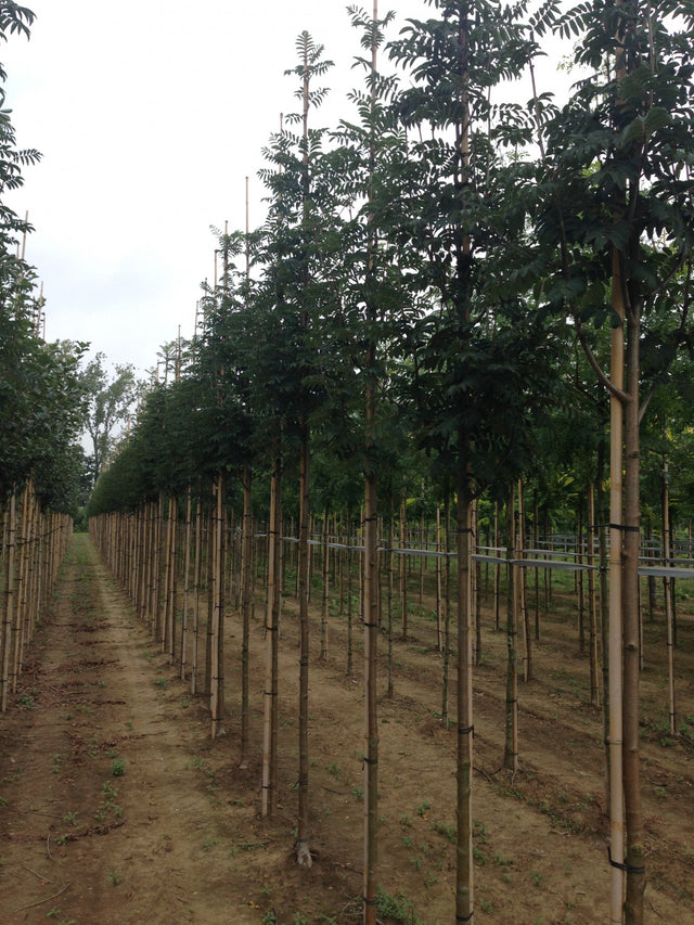 Sorbus aucuparia 'Edulis' als Pflanze im Beet, erhältlich von 125-150 bis 450-650 cm; Einsatz: ;;ab 23,40 Euro