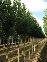 Magnolia loebneri 'Merrill' , erhältlich von 40-60 bis 200-250 cm;;ab 35,60 Euro