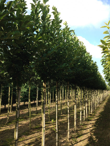 Magnolia loebneri 'Merrill' , erhältlich von 40-60 bis 200-250 cm;;ab 35,60 Euro