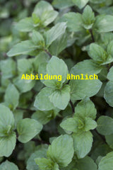 Genaues Foto für Mentha spicata 'Black Spearmint' folgt; dieses ähnliche Bild dient der Illustration von Ährige Garten-Minze