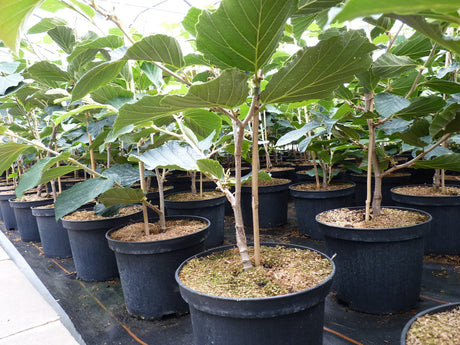 Witch Hazel 'Diane'; hier im Topf; anspruchslos; Einsatzmöglichkeit z.B. : Bienenweide;;mit zeitnaher Lieferung