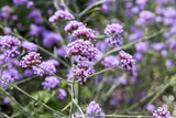 Verbena bonariensis 'Lollipop'; hier mit Blüte; kompakte Wuchsform; Einsatzmöglichkeit z.B. : Rabatten;;ab 0,00 Euro
