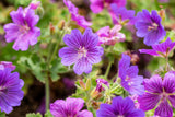 Geranium x magnificum 'Rosemoor'; hier mit Blüte; schneckensicher (schneckenresistent); Einsatzmöglichkeit z.B. : Beet;;ab 0,00 Euro