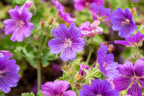 Geranium x magnificum 'Rosemoor' mit Blüte; Einsatz: ;;ab 3,45 Euro