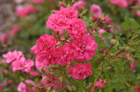 Rosa 'Knirps' BDR mit Blüte; Einsatz: ;;ab 8,10 Euro