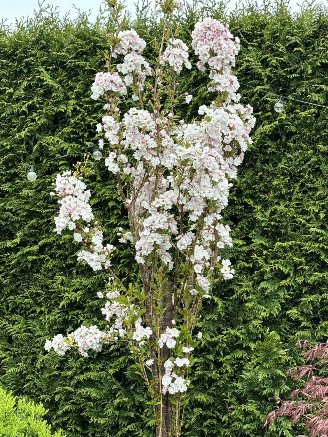Prunus serrulata 'Amanogawa' mit Blüte, erhältlich von 60-100 bis 450-650 cm; Einsatz: ;;ab 15,70 Euro