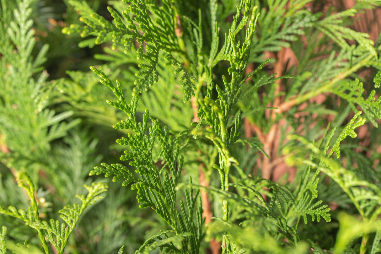 Thuja plicata 'Atrovirens' unbelaubt, erhältlich von 40-60 bis 250-275 cm; Einsatz: ;;ab 11,90 Euro