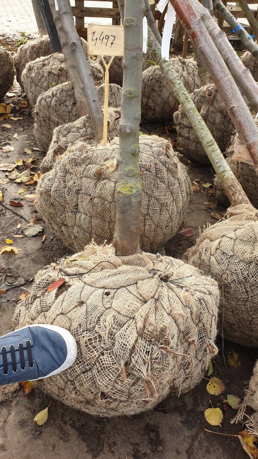 Malus domestica 'Butterball'; hier als Ballenpflanze; robust; Einsatzmöglichkeit z.B. : Heckenpflanze; erhältlich mit Stammumfang von 12-14 bis 20-25 cm;;günstig mit Qualität