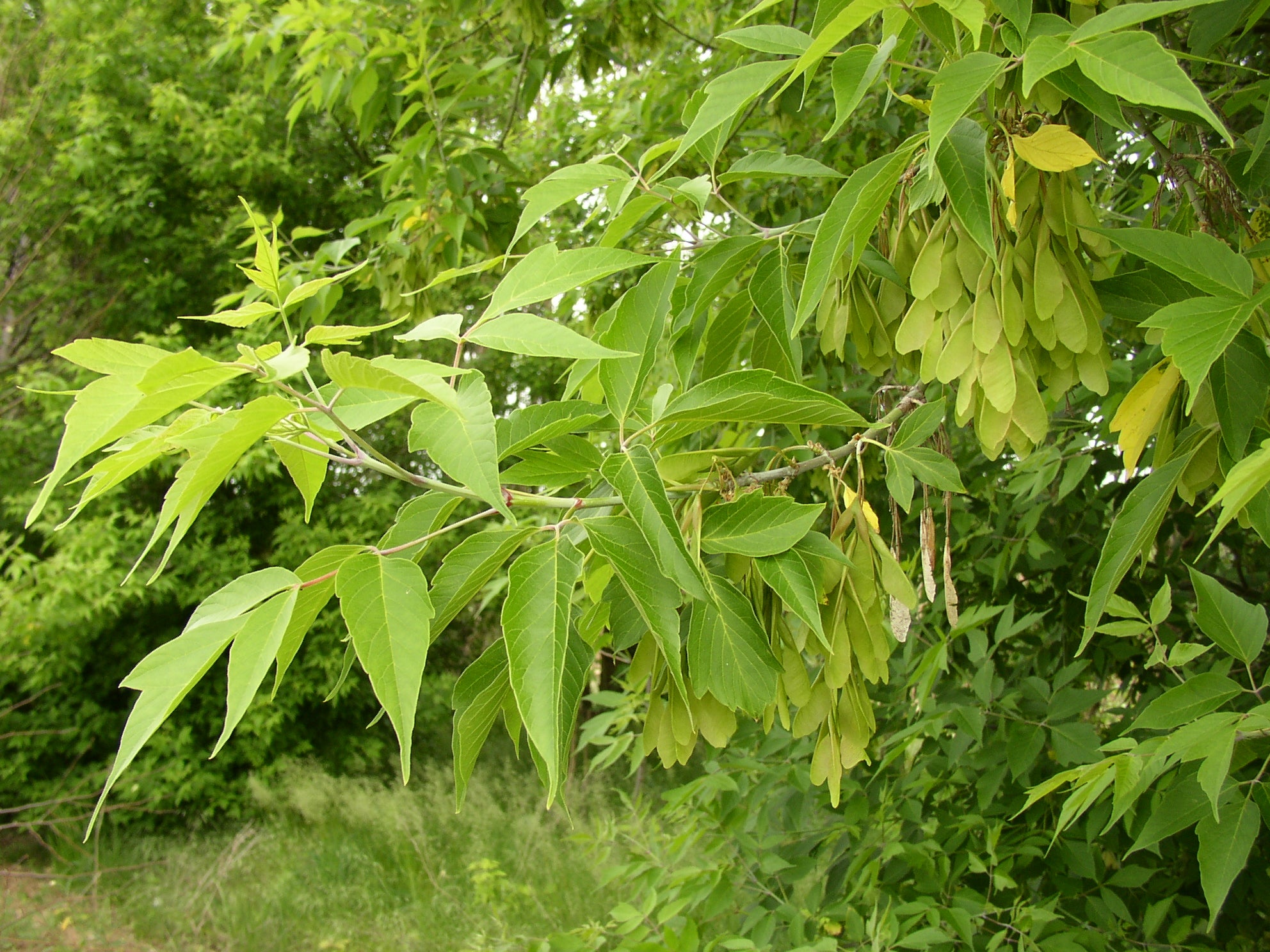 Acer negundo (Eschenahorn)