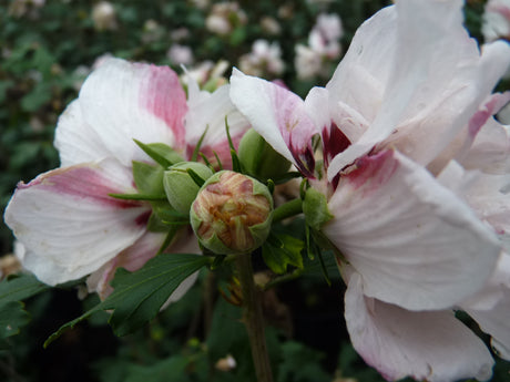 Hibiscus syriacus 'Leopoldii' , erhältlich von 40-60 bis 80-100 cm;;ab 24,60 Euro