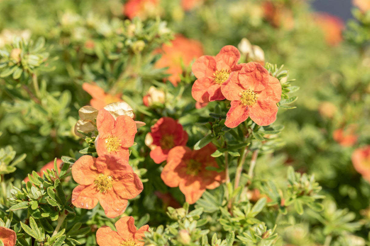 Potentilla 'Red Ace' mit Blüte, erhältlich von 20-30 bis 30-40 cm; Einsatz: ;;ab 5,40 Euro