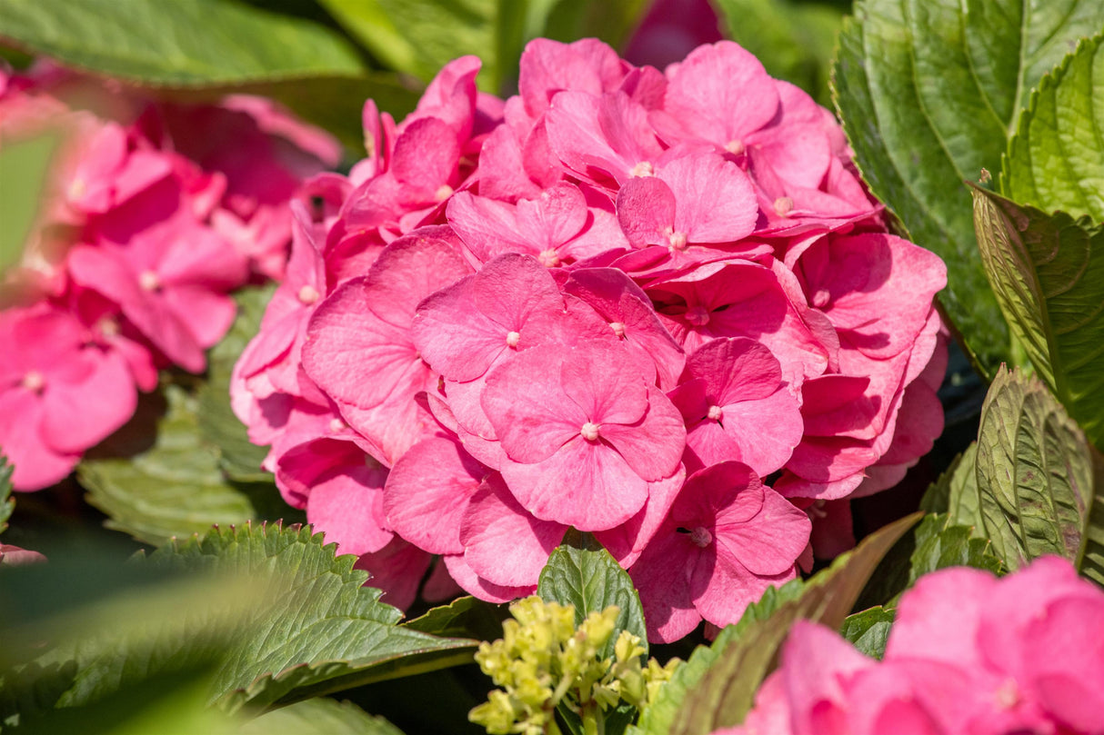 Hydrangea macrophylla 'Bouquet Rose' mit Blüte, erhältlich von 40-60 bis 80-100 cm; Einsatz: ;;ab 58,00 Euro