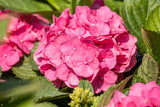 Hydrangea macrophylla 'Bouquet Rose' mit Blüte, erhältlich von 40-60 bis 80-100 cm; Einsatz: ;;ab 58,00 Euro