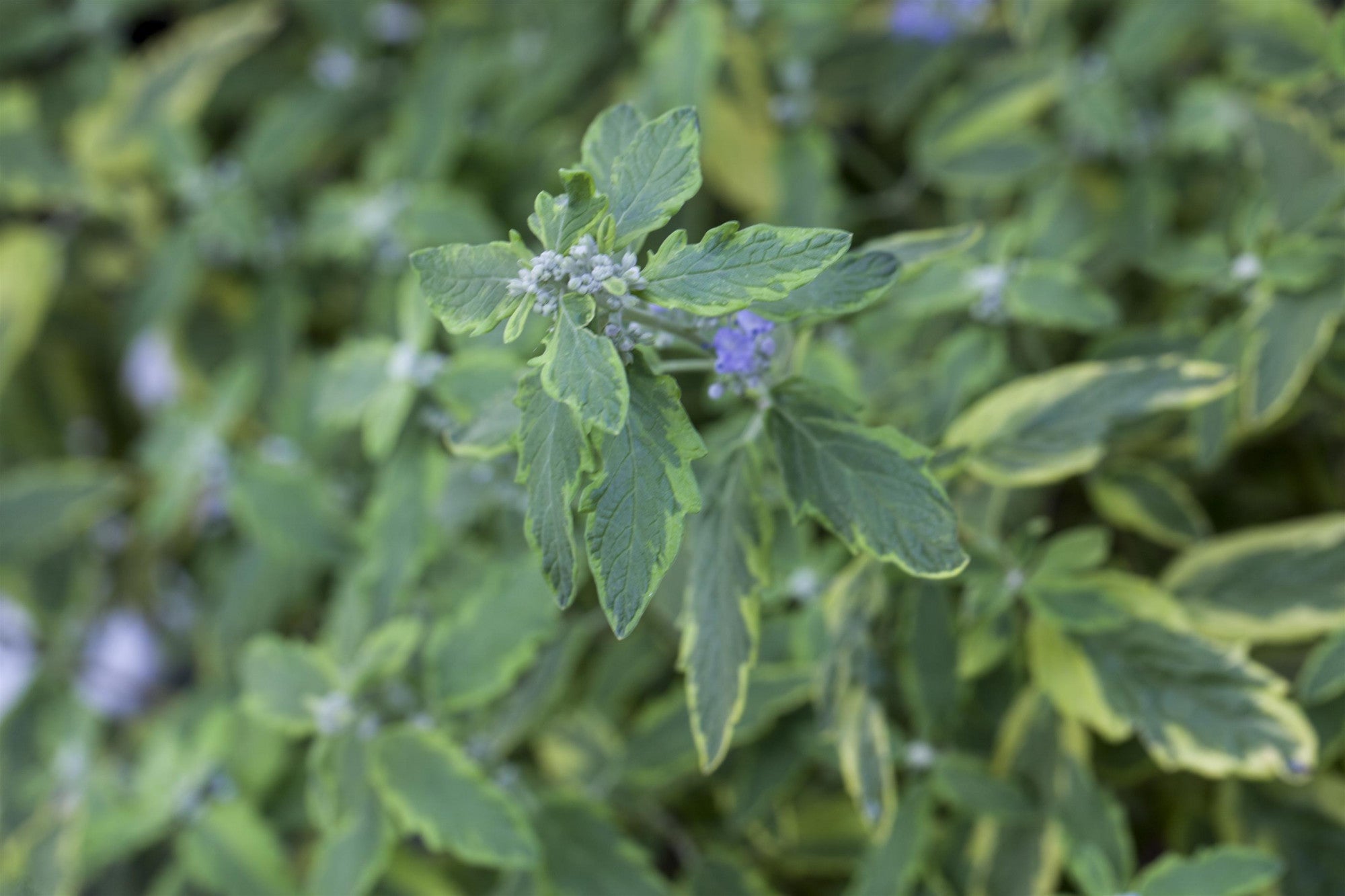Caryopteris clandonensis 'Summer Sorbet' (Bartblume 'Summer Sorbet' -S-)