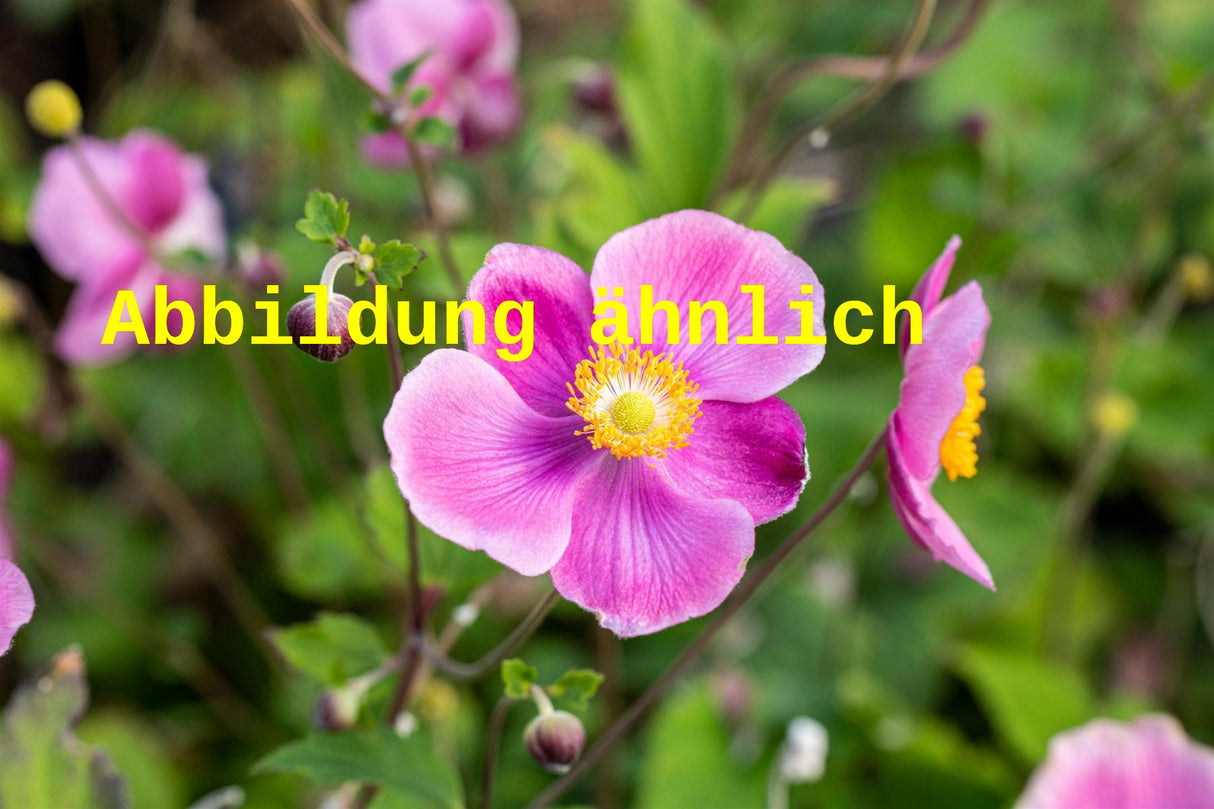 Anemone hupehensis 'Hadspen Abundance' (Garten-Herbst-Anemone)