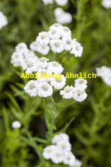 Genaues Foto für Achillea ptarmica 'Ballerina' folgt; dieses ähnliche Bild dient der Illustration von Garten-Bertrams-Garbe