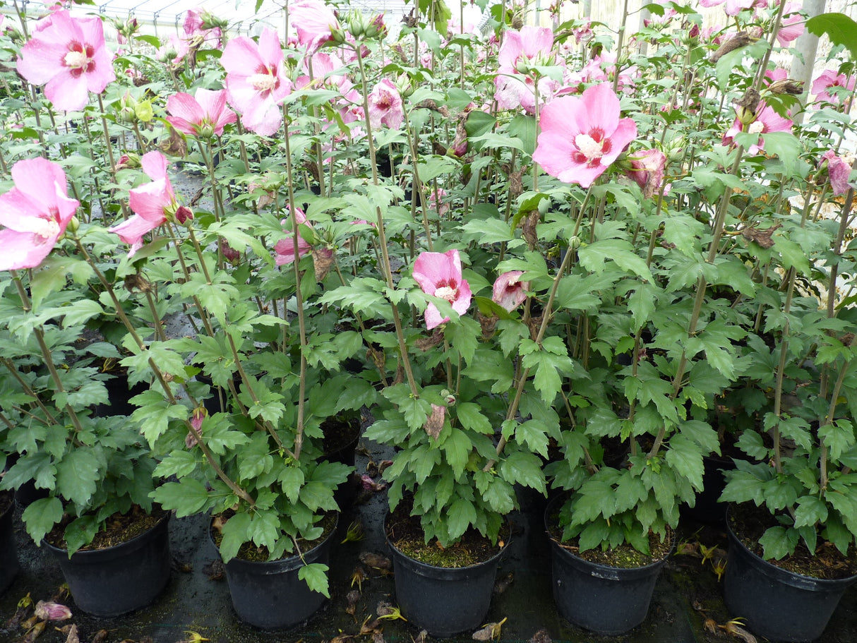 Malvaceae 'Woodbridge' als Pflanze im Beet; Einsatz: Heckenpflanzelang blühend;;mit zeitnaher Lieferung