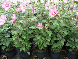 Malvaceae 'Woodbridge' als Pflanze im Beet; Einsatz: Heckenpflanzelang blühend;;mit zeitnaher Lieferung