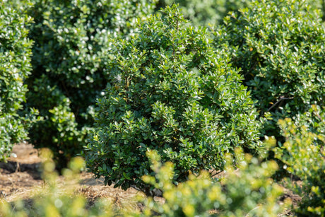 Ilex crenata 'Rotundifolia' , erhältlich von 40-50 bis 50-60 cm;;ab 18,90 Euro