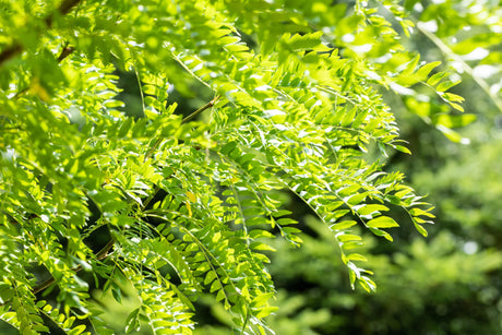 Gleditsia triacanthos 'Skyline' mit Belaubung, erhältlich als: Hochstamm, Alleebaum; Einsatz: Alleeherbstfärbung;;günstig mit Qualität