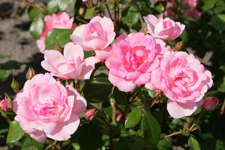 Rosa 'Centenaire de Lourdes' STR mit Blüte; Einsatz: ;;ab 8,10 Euro