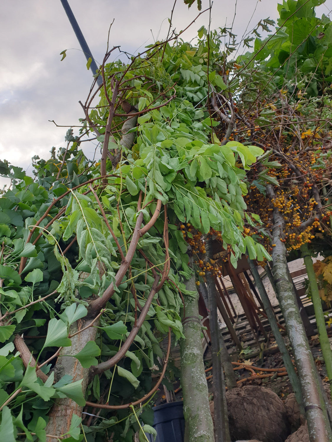 Goldakazie 'Frisia'; vorbereitet für Versand; schnellwüchsig; Einsatzmöglichkeit z.B. : Ziergehölz; erhältlich von 270-330 bis 450-650 cm;;hier kaufen