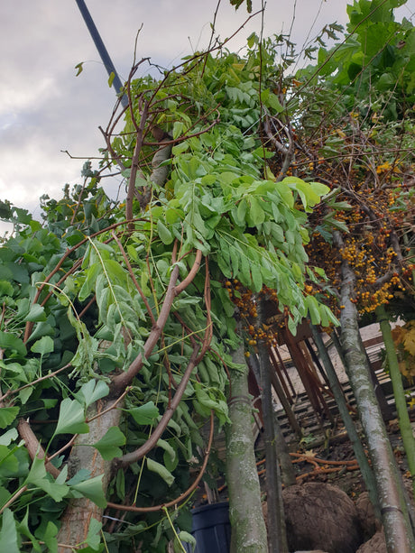 Goldakazie 'Frisia'; vorbereitet für Versand; schnellwüchsig; Einsatzmöglichkeit z.B. : Ziergehölz; erhältlich von 270-330 bis 450-650 cm;;hier kaufen