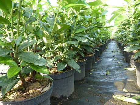 Prunus laurocerasus 'Genolia'; als Pflanze im Beet; bietet Vögeln Nistplatz; Einsatzmöglichkeit z.B. : Sichtschutz;;günstig mit Qualität