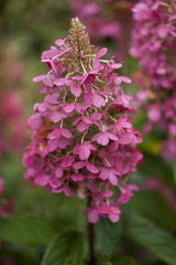 Hydrangea paniculata 'Pink Lady'; hier mit Blüte; lange Blütezeit; Einsatzmöglichkeit z.B. : Solitärpflanze; verfügbar in 2 Größen und Varianten;;ab 42,20 Euro