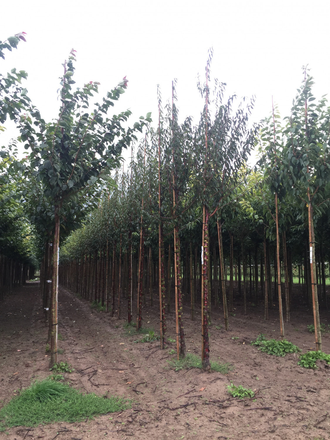 Prunus serrula , erhältlich von 60-100 bis 200-250 cm;;ab 18,40 Euro