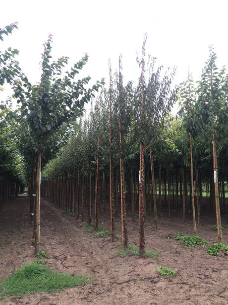 Prunus serrula , erhältlich von 60-100 bis 200-250 cm;;ab 18,40 Euro